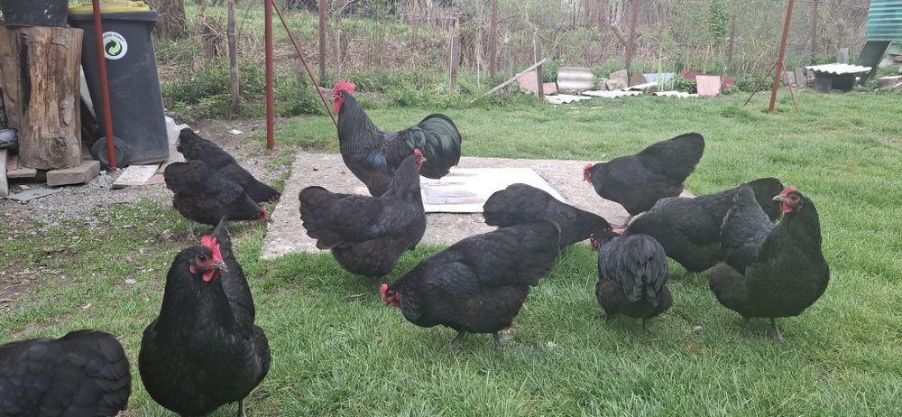 Oua  găini Australorp