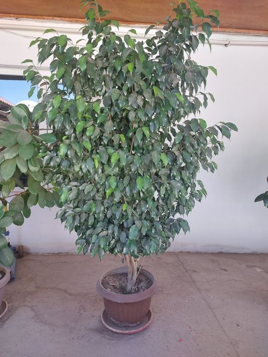 Цветы разные виды