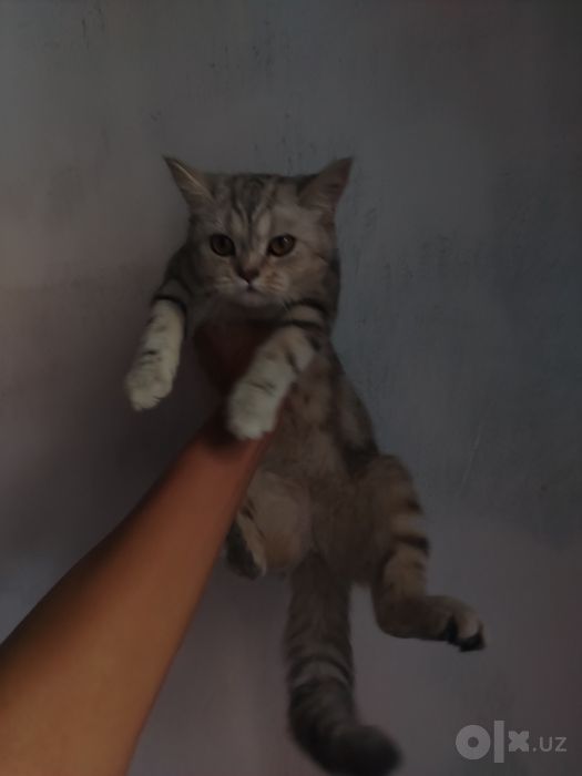 Shinshila qiz bola 4 oylik