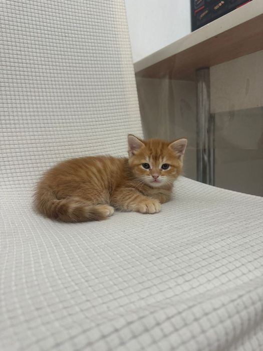 Красивейшие Котята