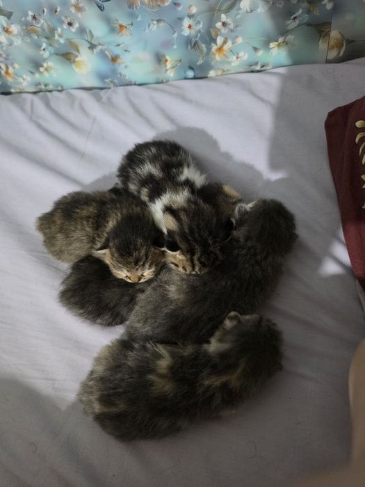 Котята  веслоухию