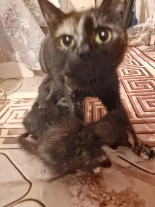 Котята очень милые