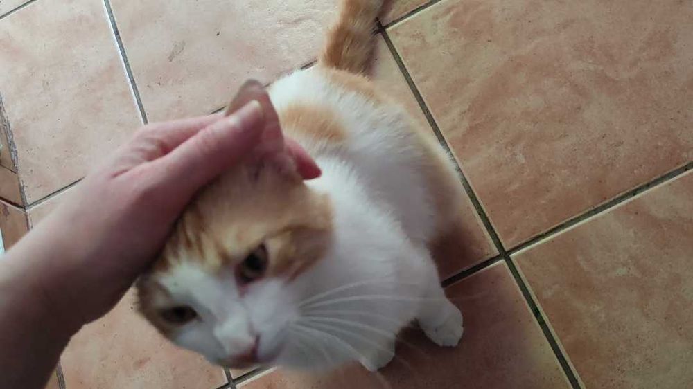 Ofer pt adopție pisica