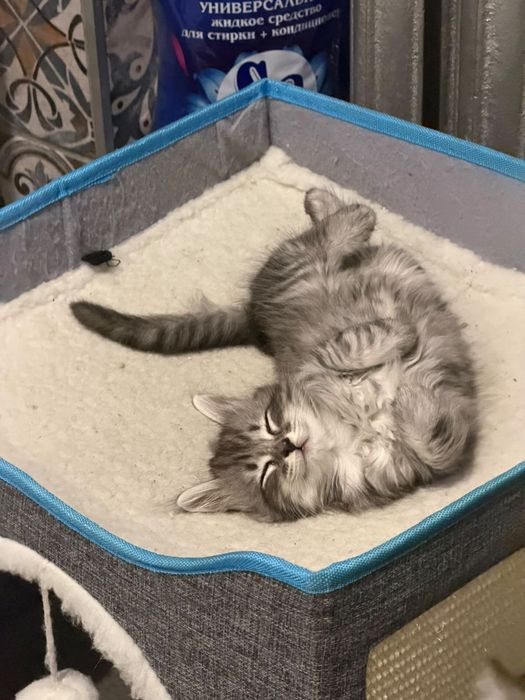Отдам котят в добрые руки