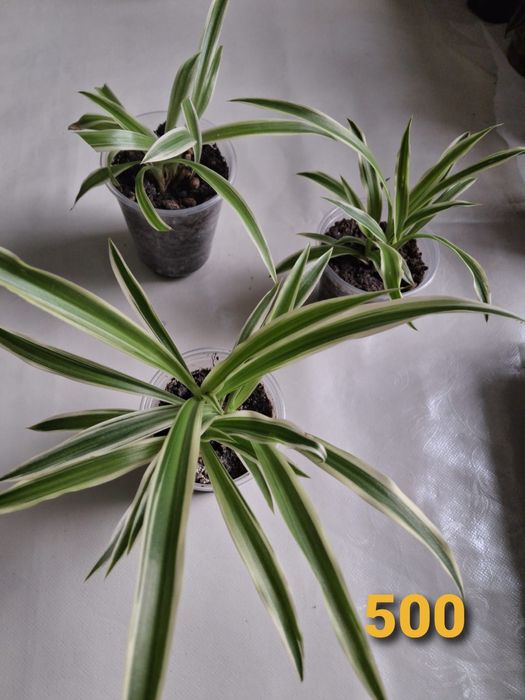 Продам комнатные растения