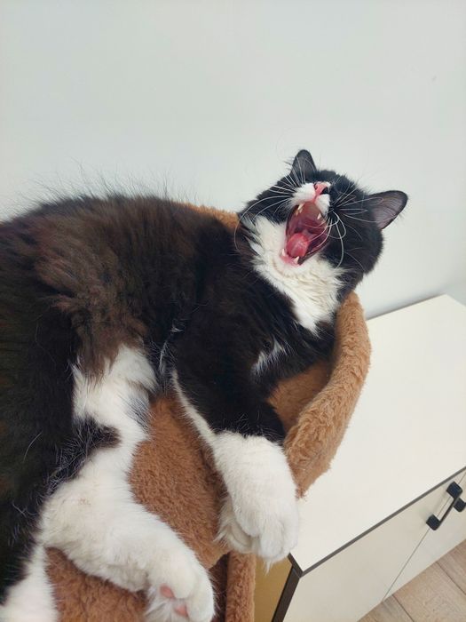 Котенок  кастрированный Феликс