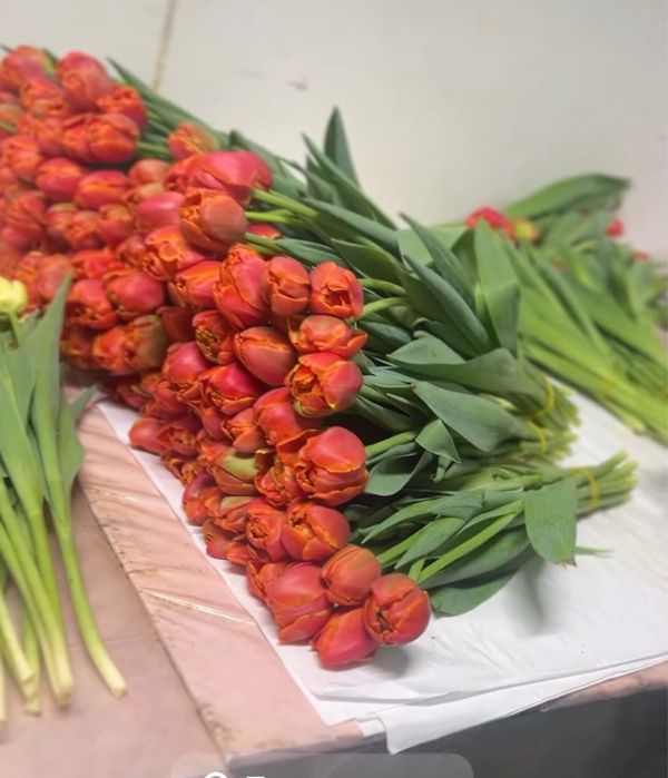 Тюльпаны Астана