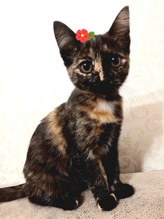 Стерелизованная кошечка Алиса