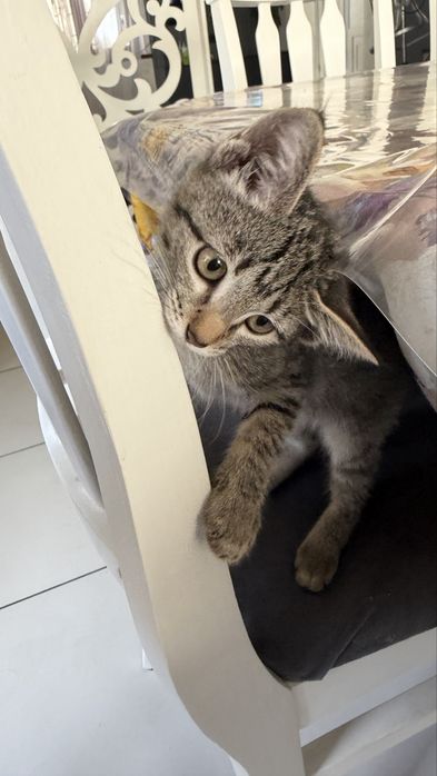Отдаем котика, 4 месяцев