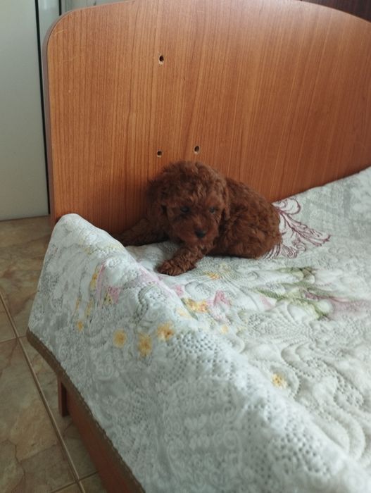 Той Пудел Tou Poodel.