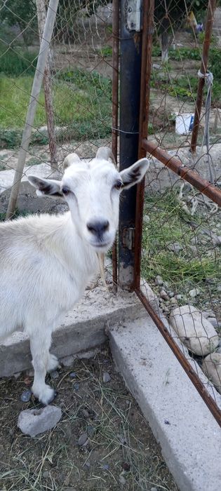 Орыс ешкі лағымен