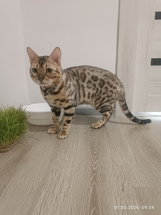 Bengal srochna sotiladi