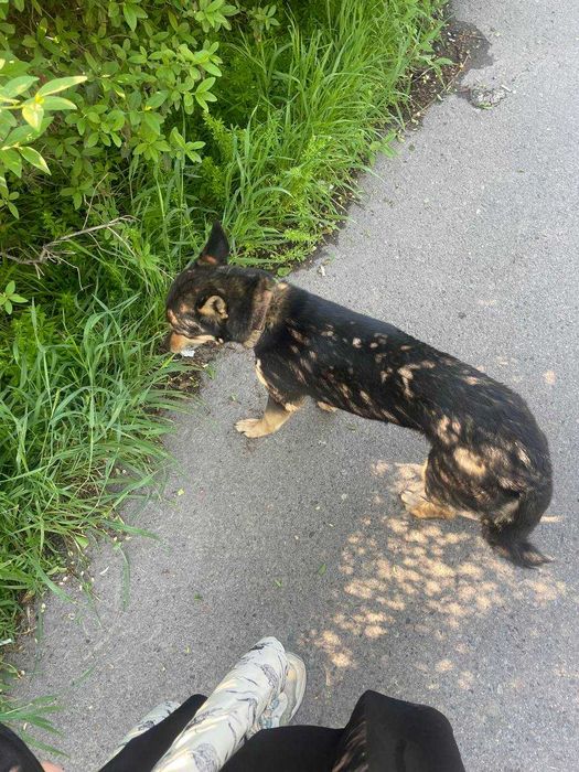 Найдена собака-потеряшка с ошейником