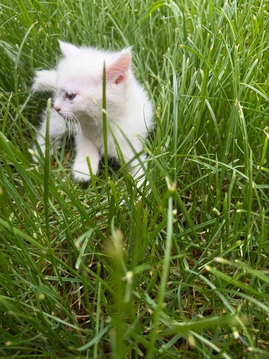 Отдам в добрые руки