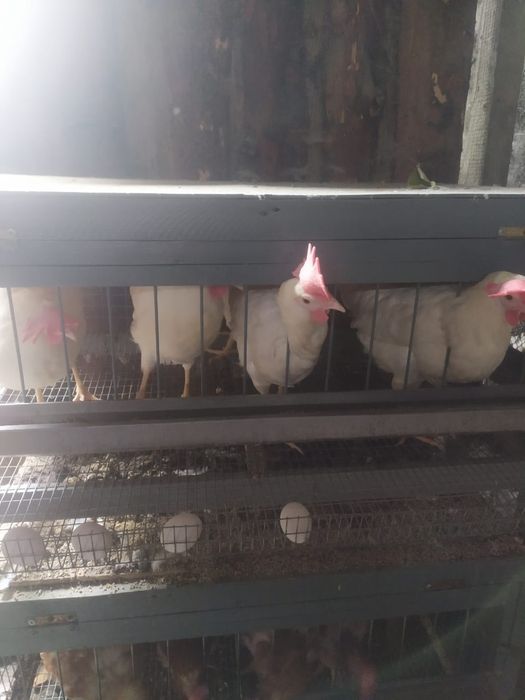 Продам кур несушек