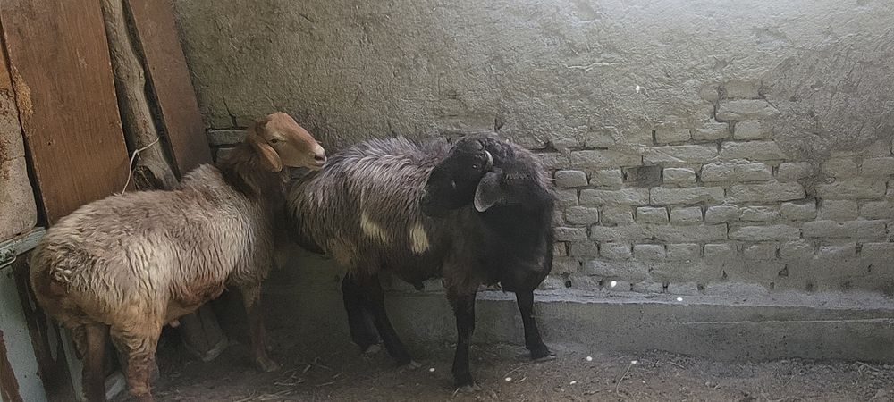 Зоттор куйлар сотилади.келиштириб бераман