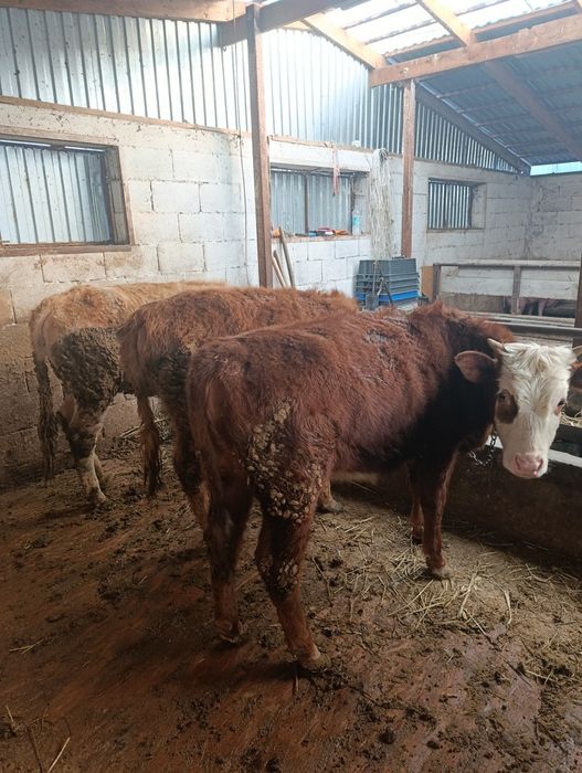 Продаются тёлки годовалые