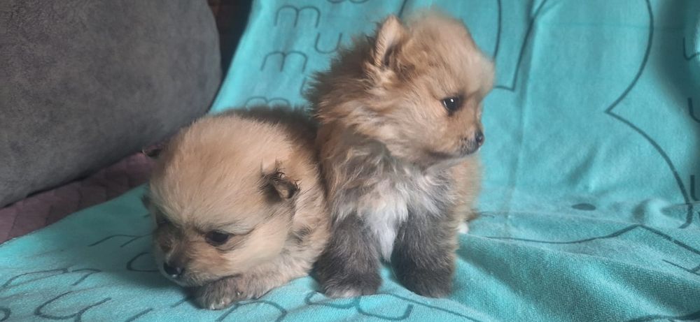 Очаровательные щенки шпица.