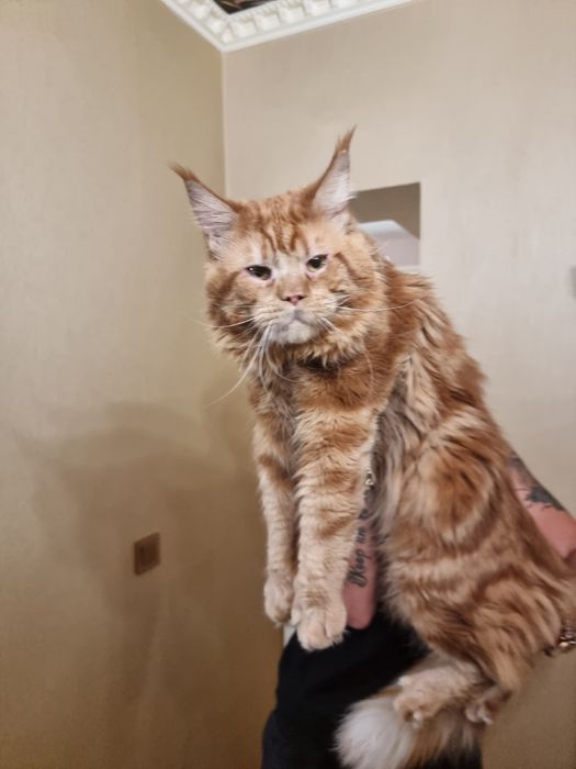 Мейн куун котета