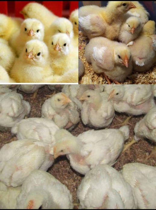 Цыплята бройлеров