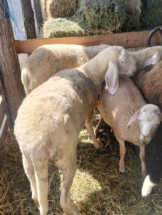Vând mieluță și berbecuț bergamasca au peste 65 kg bucata