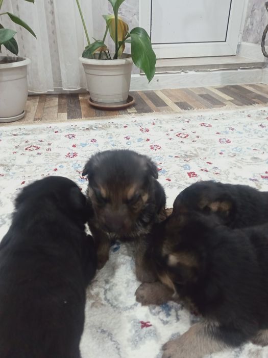 Продам щенков немецкой овчарки