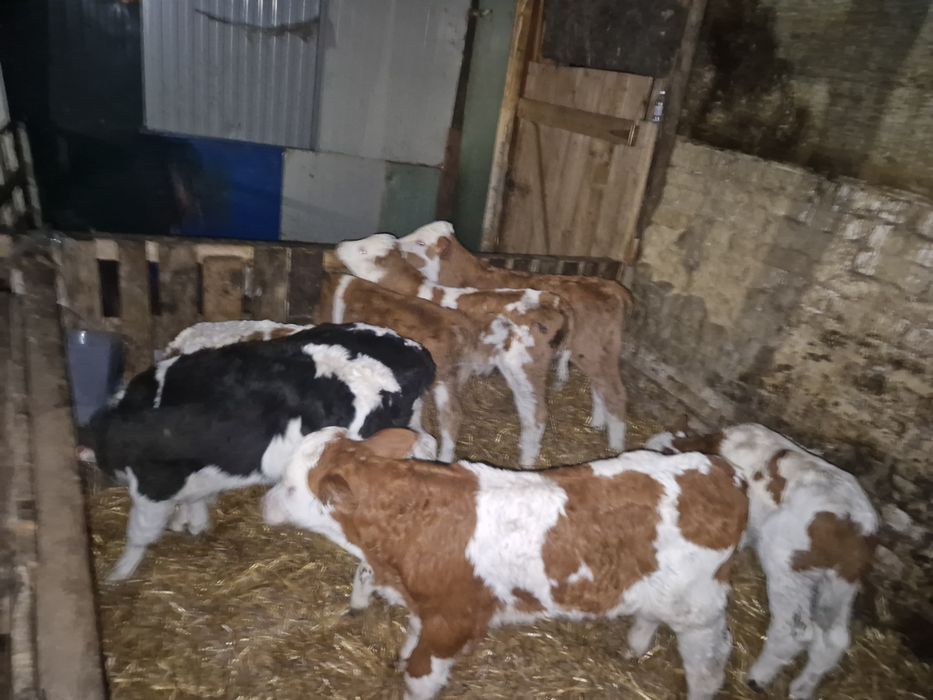 Vând viței taurasi