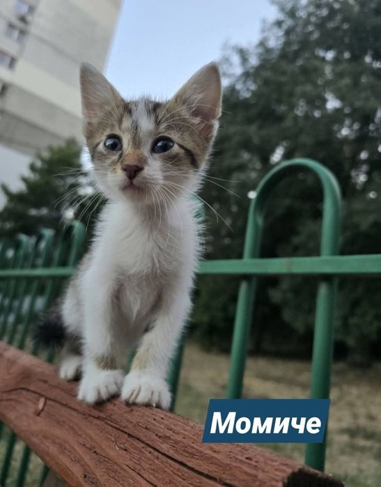 Три котенца търсят дом