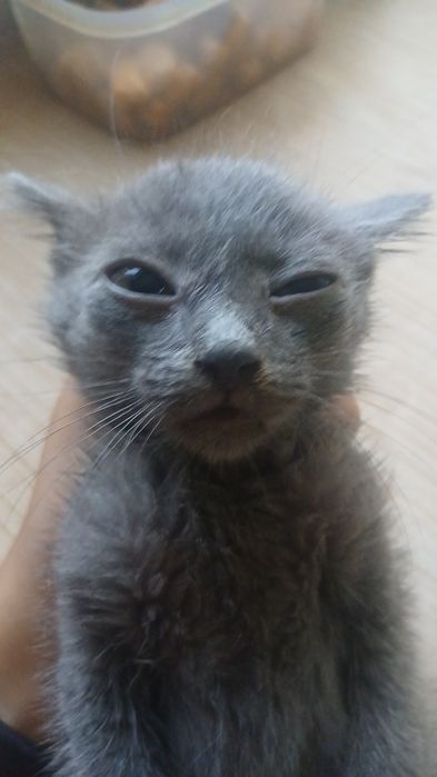 Котёнок мальчик 2 месяца