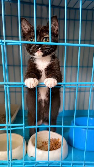 Черно-белый котенок. Обработан, кастрирован