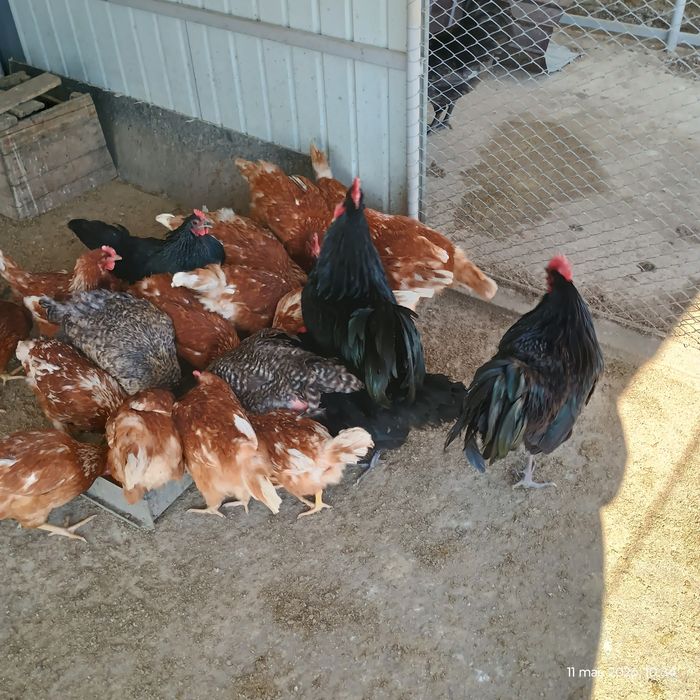 Vând ouă pentru incubat