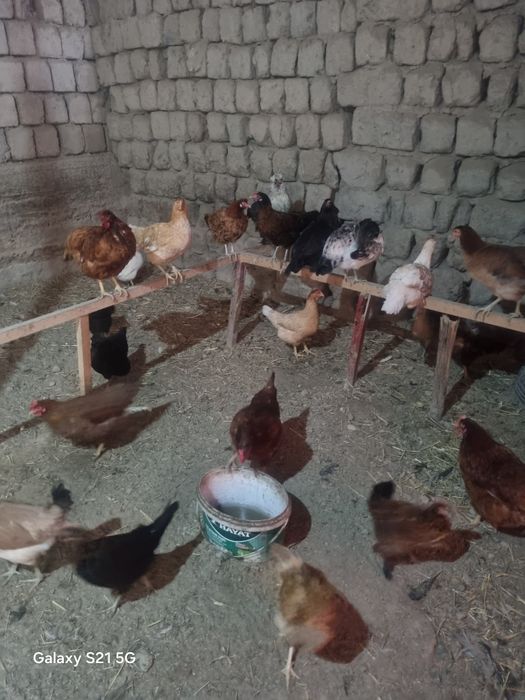 Xonaki tavuqlar va xurz sotiladi
