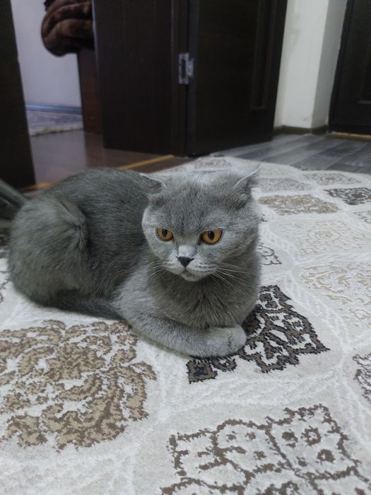 Продам кошку породы Скоттиш фолд