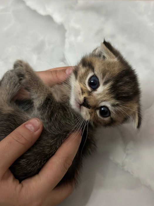 Sotiladi Scottish Fold
