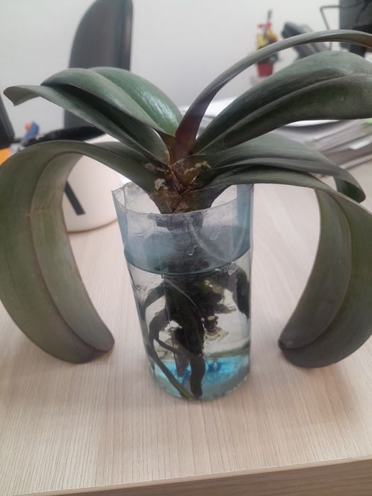 Продается цветы орхидея