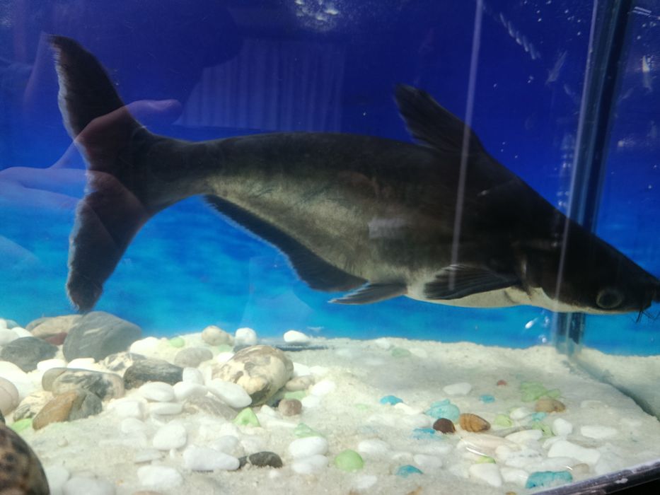 Продаю рыб акульего сома (Пангасиус