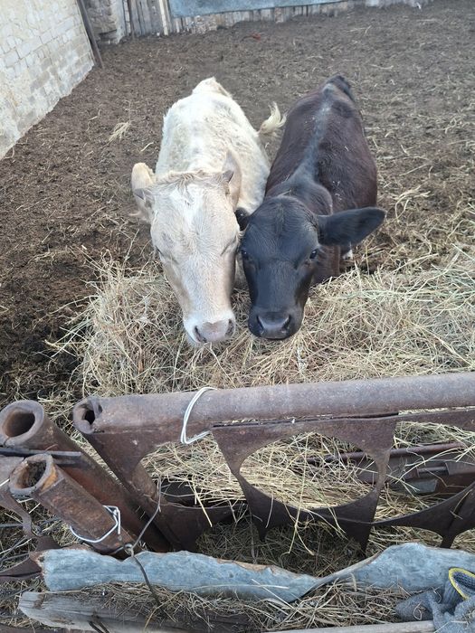 Продам крс. 11 голов.