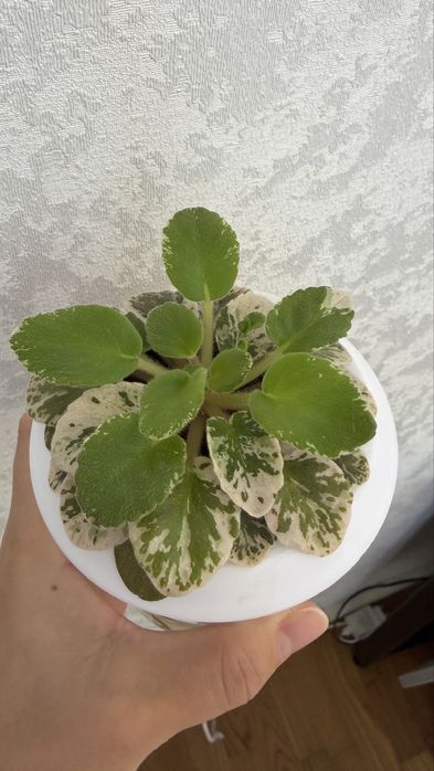 Продам сортовые фиалки