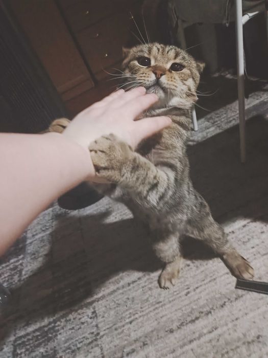 Отдам котика в добрые руки