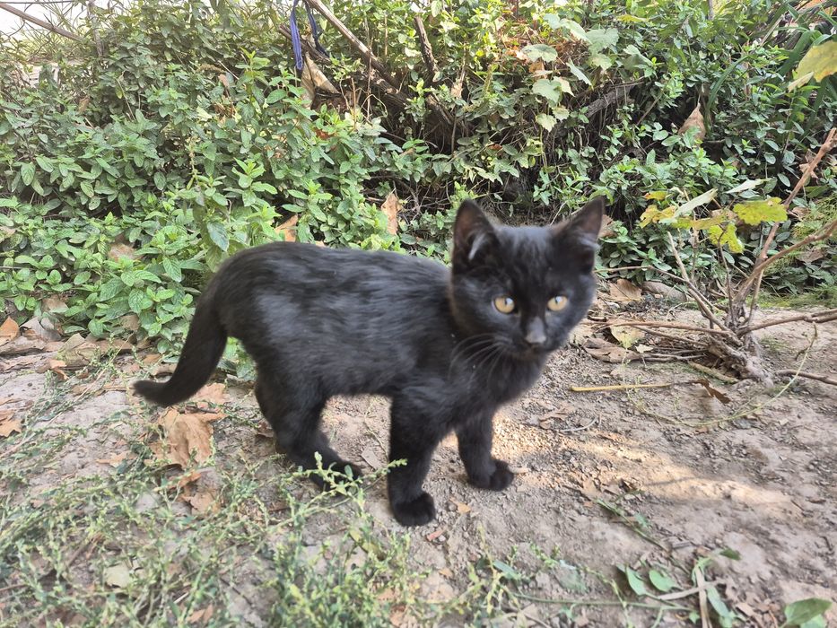 Котёнок в хорошие руки.