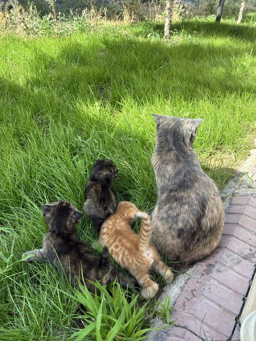 Отдам котят в хорошие руки