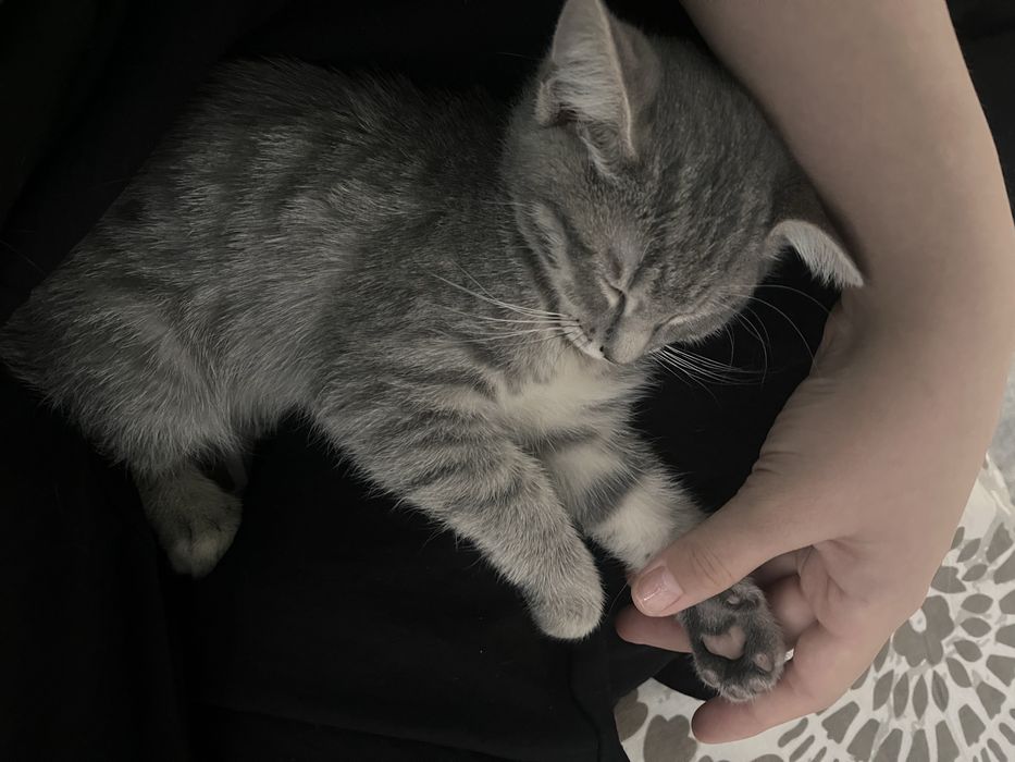 Котёнок 2,5 месяца