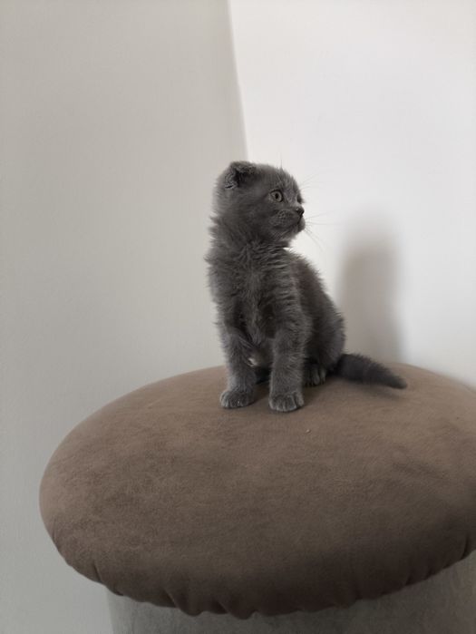 Веслоухий котёнок.