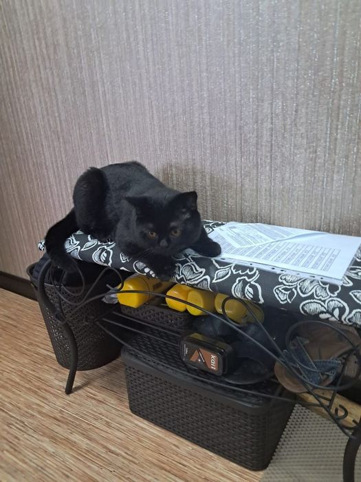 Котики бриташки с документами