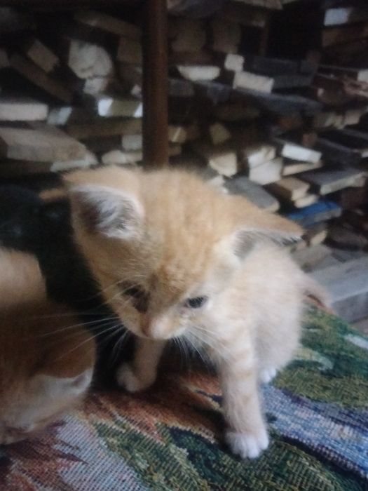 Отдам котят добрые руки