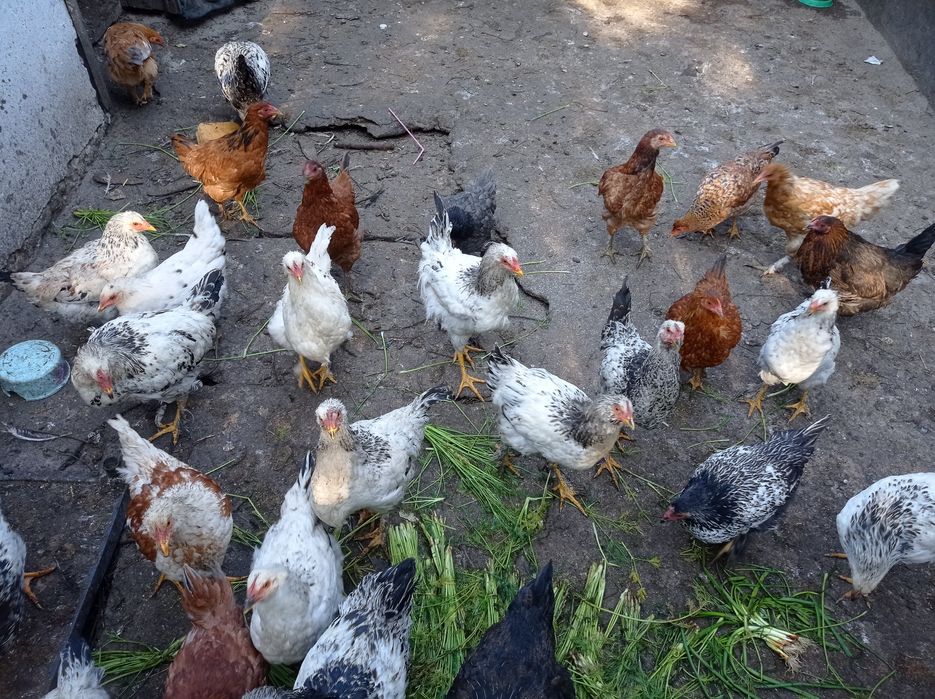 Продаю курей, гусей, уток ,