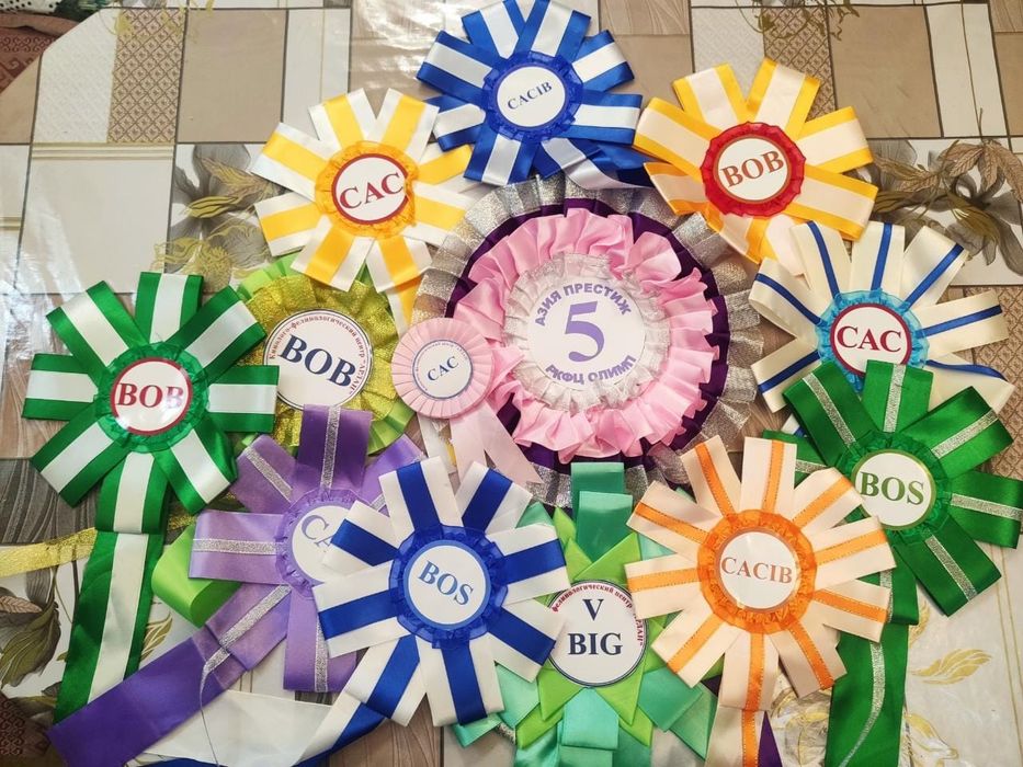 Вязка с Чемпионом Казахстана