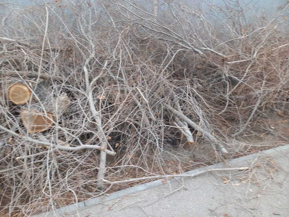 Даром Дрова самовывоз