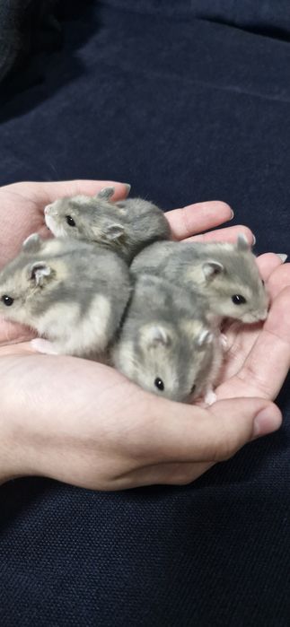 Продам джунгарских хомяков