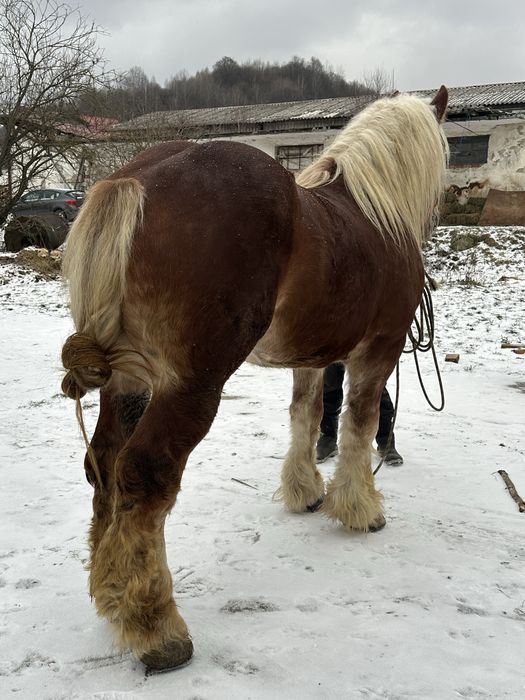 Manz ardenez 3 ani schimb cu oi